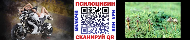 Псилоцибиновые грибы Psilocybe  купить наркотик  Вышний Волочёк 